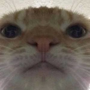 Meet your Posher, Noaa